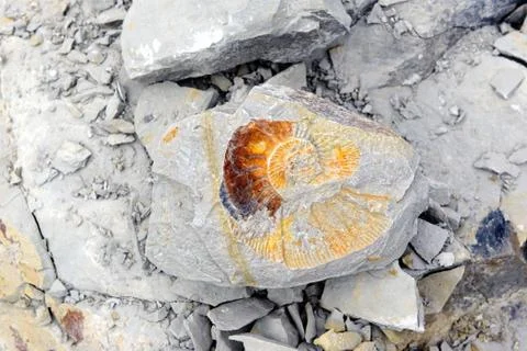 Amonite fossil in limestone. Stock Photos