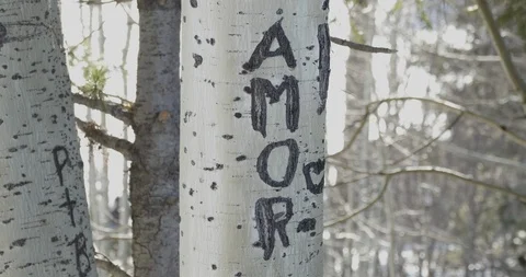 Amor Stock Footage 104504826