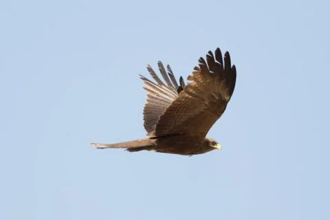 Amora in flight Stock Photos