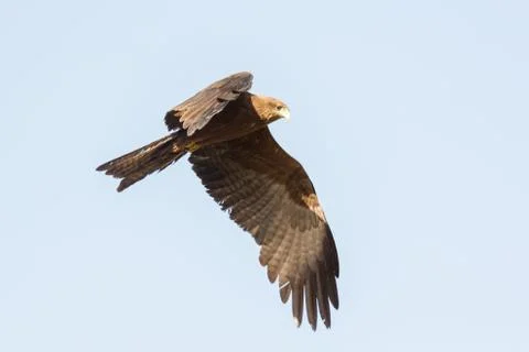 Amora in flight Stock Photos