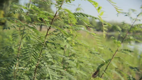 Amorpha fruticosa tree branches and leaves 5K video Stock Footage 314692845