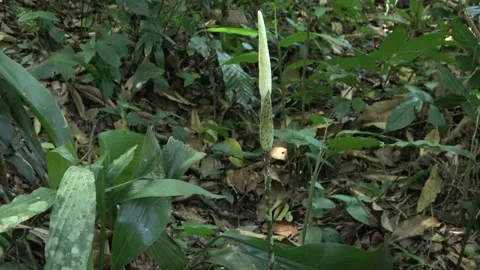Amorphophallus elegans, Malaysia 動画素材 132540009