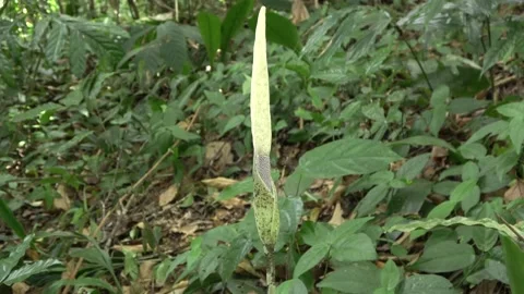 Amorphophallus elegans, Malaysia Stock Footage 132540368