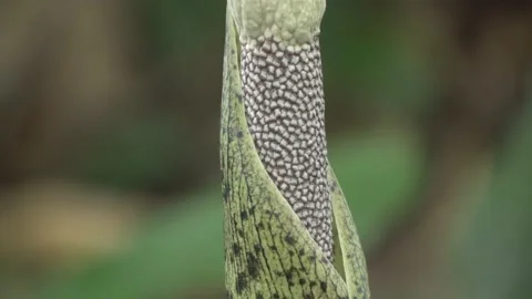Amorphophallus elegans, Malaysia Stock Footage 132540377