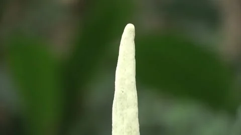 Amorphophallus elegans, Malaysia Stock Footage 132540397