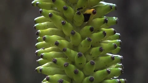 Amorphophallus, Malaysia 動画素材 130926361