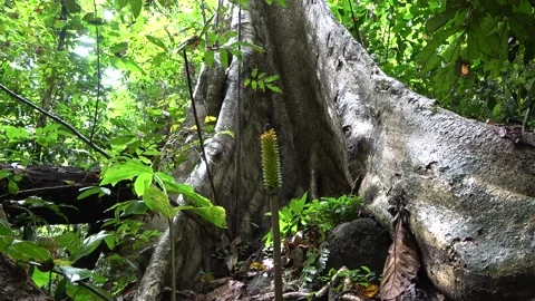 Amorphophallus, Malaysia Stock Footage 130926363