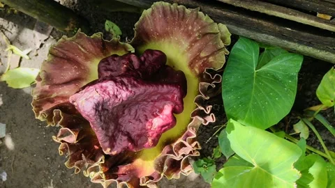 Amorphophallus paeoniifolius Stock Footage 221926186