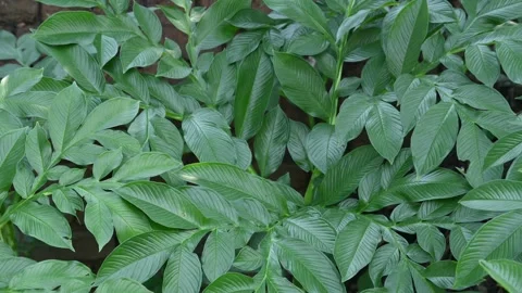 Amorphophallus paeoniifolius. Видео 329866761