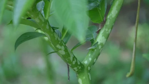 Amorphophallus paeoniifolius. 库存影片 329866766
