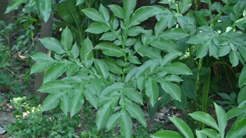 Amorphophallus paeoniifolius. Vidéo 329866773