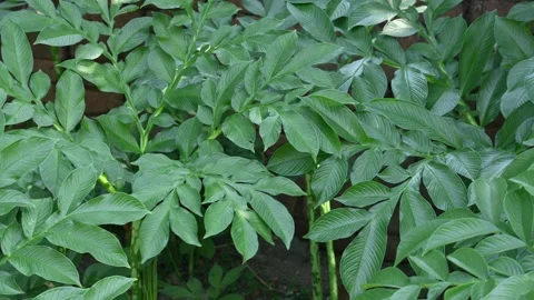 Amorphophallus paeoniifolius. Видео 329866827