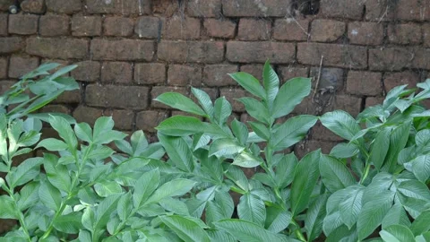 Amorphophallus paeoniifolius. Видео 329866887
