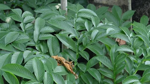 Amorphophallus paeoniifolius. Видео 329866890