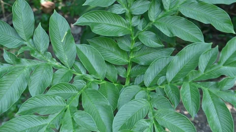 Amorphophallus paeoniifolius. Vídeos de archivo 329866892