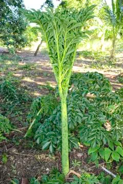 Amorphophallus paeoniifolius Stock Photos