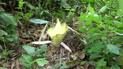 Amorphophallus prainii, Malaysia Видео 132540060