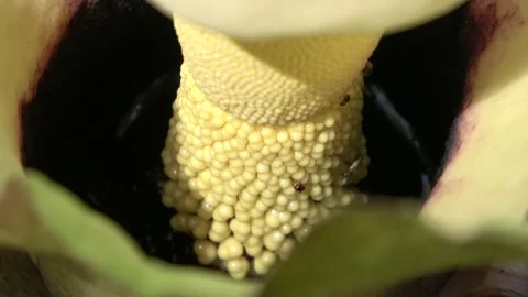 Amorphophallus prainii, Malaysia Видео 132540142