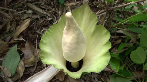 Amorphophallus prainii, Malaysia Vidéo 132540148