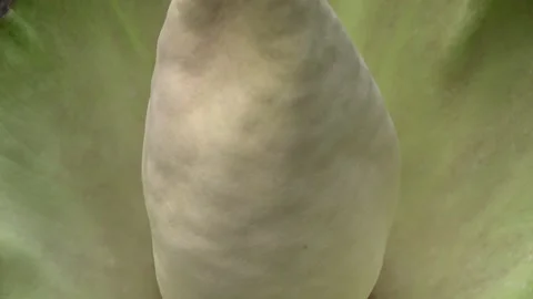 Amorphophallus prainii, Malaysia Vídeo Stock 132540187