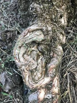 Amorphous tree trunk Foto stock