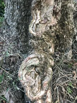 Amorphous tree trunk Foto stock
