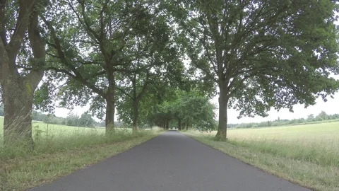 Amoung trees Stock Footage 77464606