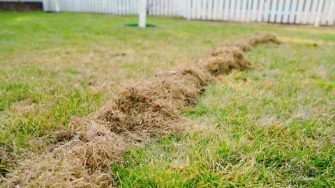 Amount of dry grass after spring lawn cleaning. Seasonal grass care after winter Stock-Footage 307987845