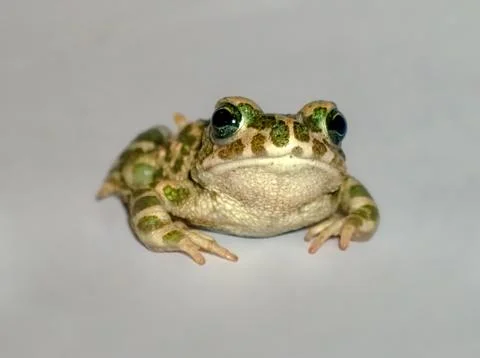 Amphibian toad portrait Stock Photos