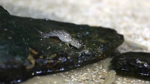 Amphibious fish Stock Footage 36599498