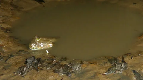 Amphibious fish Stock Footage 37353410