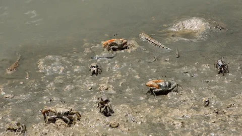 Amphibious fish or mudskipper playing on mangrove forest with fiddler crawling. Stock Footage 107547778