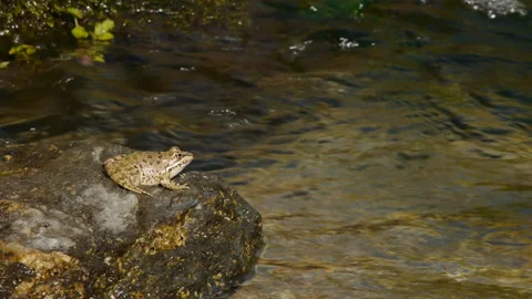 Amphibious in the stream Stock Footage 103056708