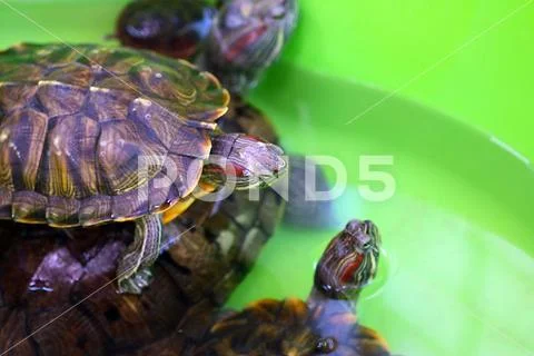 An amphibious turtle Stock Photos