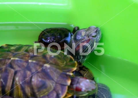 An amphibious turtle Stock Photos