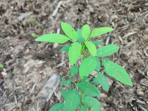 Amphicarpaea bracteata Stock Photos