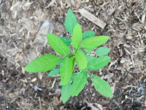 Amphicarpaea bracteata Stock Photos