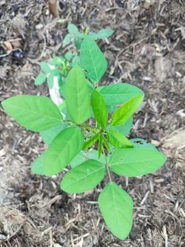 Amphicarpaea Stock Photos
