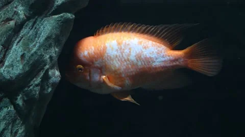Amphilophus Citrinellus fish Stock Footage 167566333