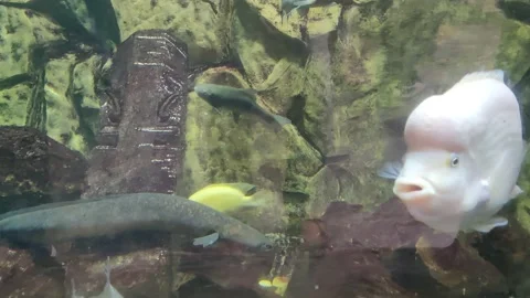 Amphilophus labiatus or Red Devil Cichlid  Stock Footage 232750169