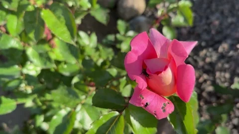 Amphimallon solstitiale rose chafer or Brown June beetle pest on pink rose buds Stock-Footage 279157256