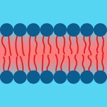 Amphipatic property of cell membrane Stock Illustration