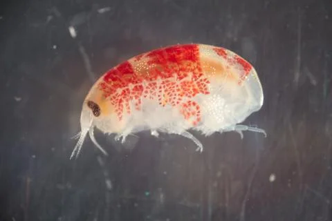Amphipod Stock Photos