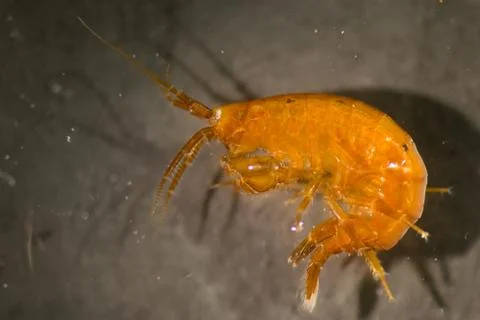 Amphipod Stock Photos