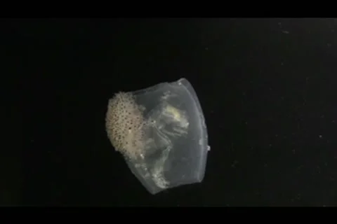 Amphipod in salp body Stockbeeldmateriaal 64857021