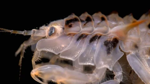 Amphipoda Acanthogammarus lappaceus under the microscope, family Video stock 141439723