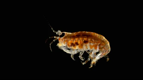 Amphipoda Baikalogammarus sp. under the microscope, family Baikalogammaridae Stock Footage 141366583