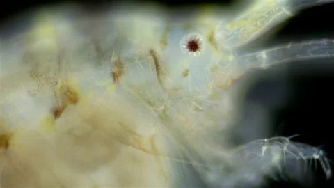Amphipoda crustacea under a microscope, possibly Stenothoidae family. A female Stock Footage 231975092