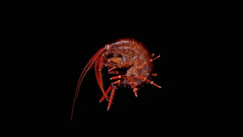 Amphipoda Eulimnogammarus cruentus under the microscope, family Stock Footage 141648959