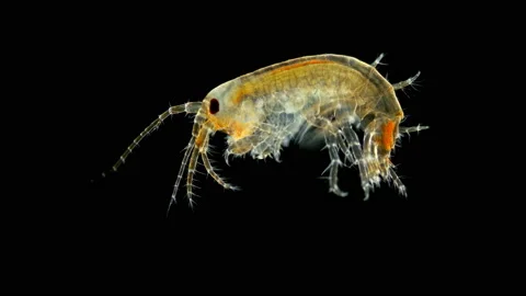 Amphipoda Eulimnogammarus sp. under the microscope. Malacostraca Class. Endemic Stock Footage 142352700